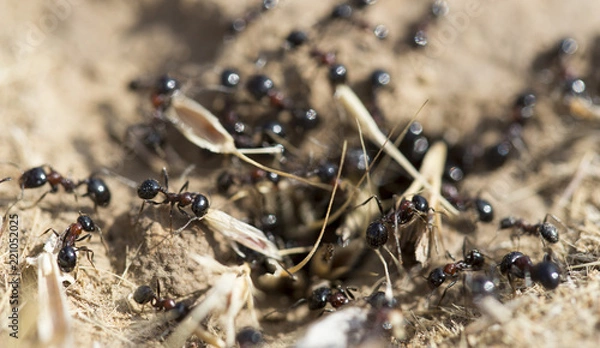 Obraz Black ants on the ground