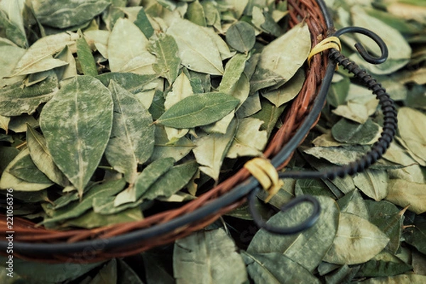 Obraz sorting dried coca leafs in a small woven basket