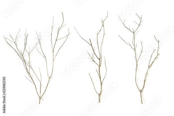 Fototapeta Tree branches on a white background