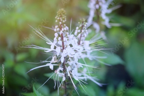Obraz Herbs for healing.Java tea.Kidney tea plant.