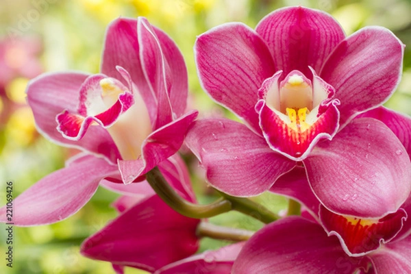 Obraz Orchids blooming in the garden