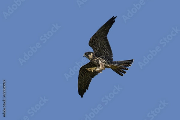 Fototapeta Eurasian hobby (Falco subbuteo)
