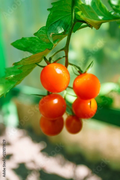 Obraz Ripe tomatoes growing on a branch