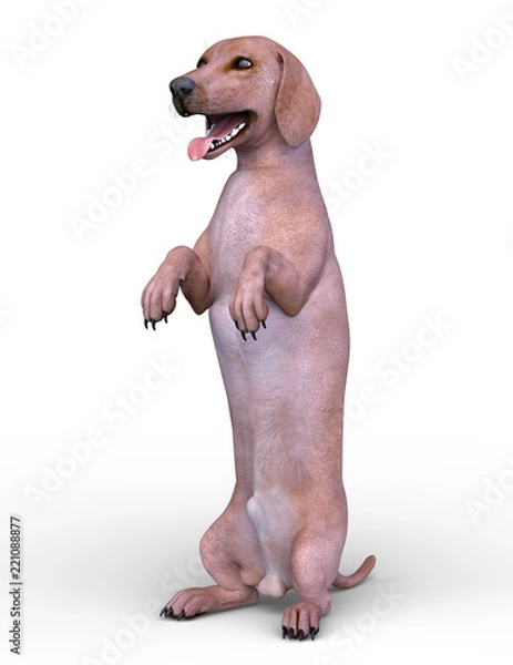 Fototapeta ダックスフンド