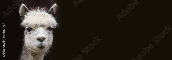 Obraz Zamknij w górę Widok młodych Alpaca z miejsca kopiowania przed czarnym tłem