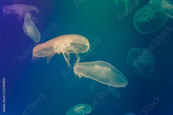 Obraz Jellyfish