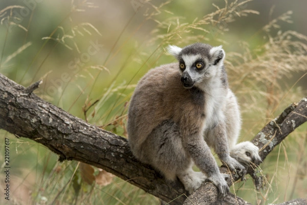 Fototapeta lémurien dans son élément 