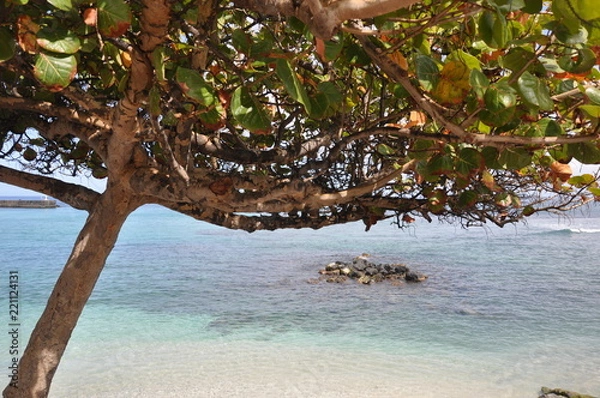 Obraz baleine en mer 