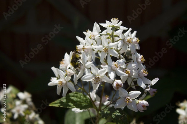 Obraz White flowers with a bee