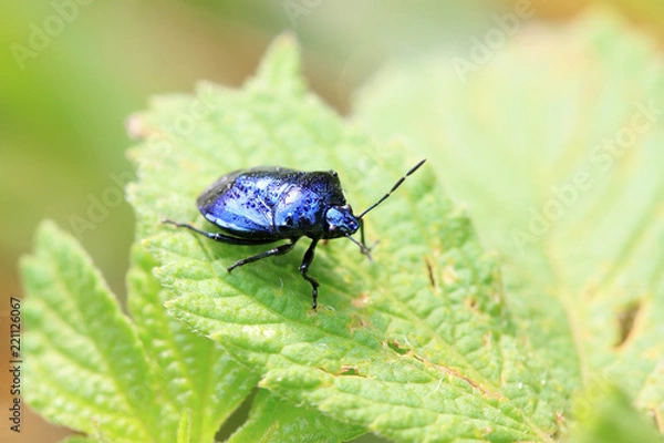 Obraz purple stinkbug on green leaf