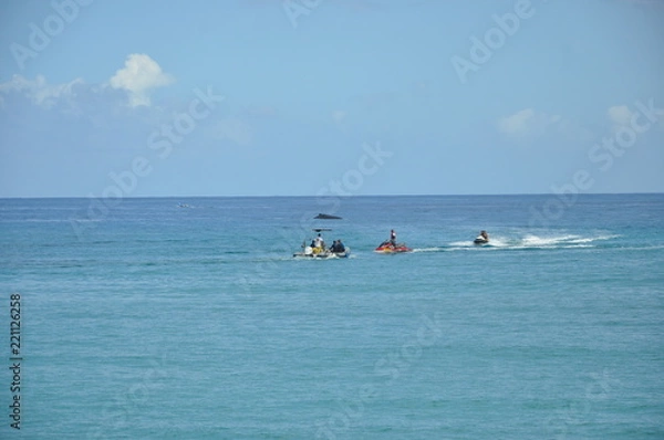 Obraz baleine en mer 