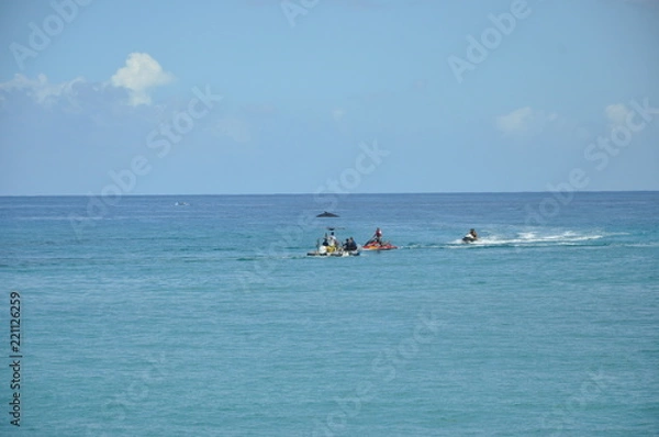 Obraz baleine en mer 