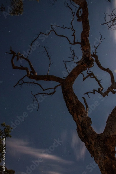 Obraz Tree Stars⭐⭐⭐