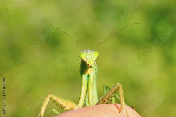 Obraz tenodera mantis