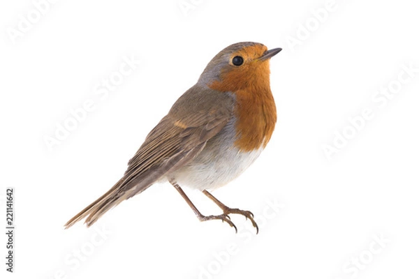 Fototapeta European robin (Erithacus rubecula)