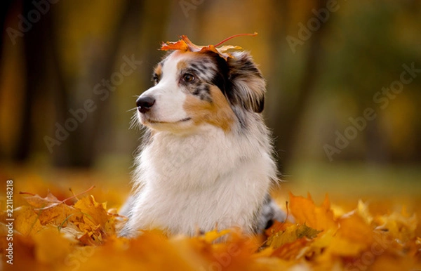 Fototapeta Aussi, marble Australian shepherd autumn lies in a pile of leaves on his head holding a piece of maple
