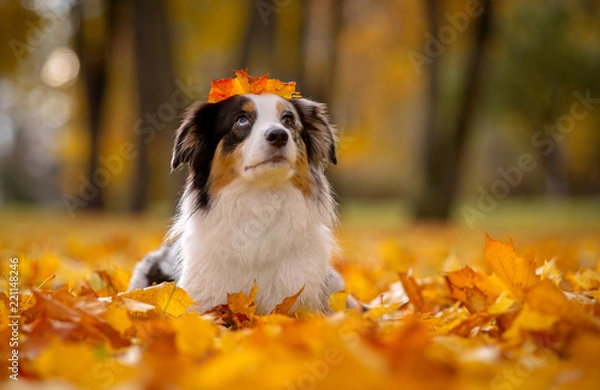 Fototapeta Aussi, marble Australian shepherd autumn lies in a pile of leaves on his head holding a piece of maple