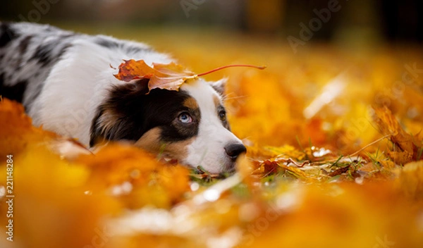 Fototapeta Aussi, marble Australian shepherd autumn lies in a pile of leaves on his head holding a piece of maple
