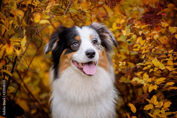 Fototapeta Aussie, marble the Australian shepherd portrait in autumn on a background of yellow shrubs and trees