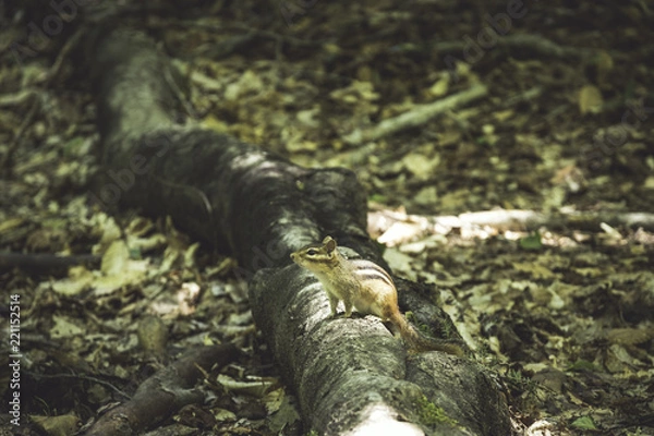 Obraz Chipmunk on Log