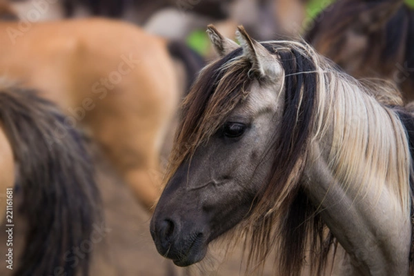 Obraz Dülmener Wildpferd