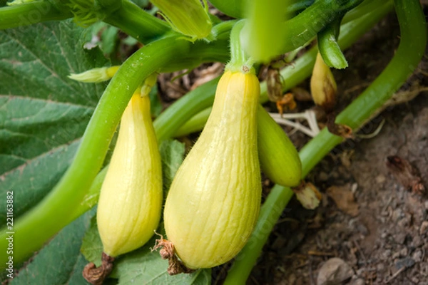 Obraz Two ripe yellow summer squash ready for harvesting.