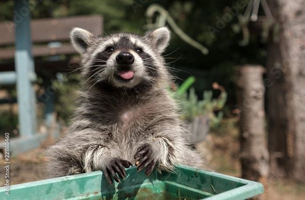 Obraz Waschbär
