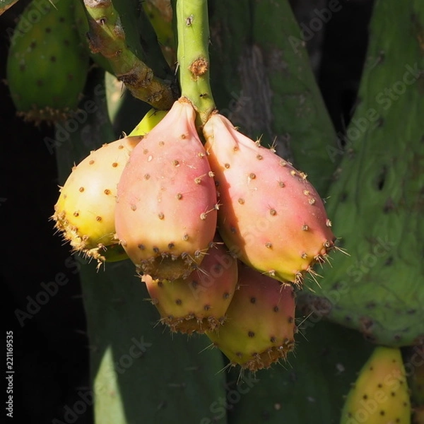 Fototapeta OLYMPUS DIGITAL CAMERA