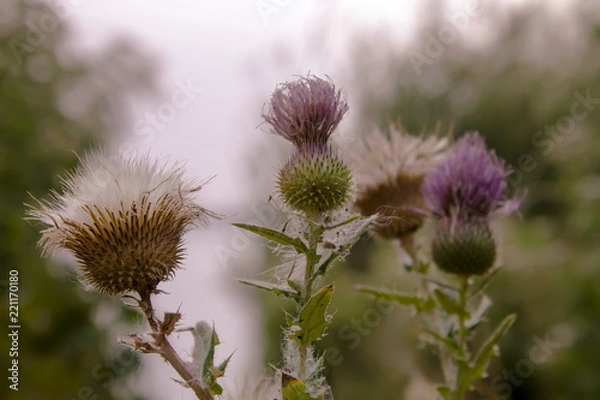 Fototapeta The battle of thistle (cirsium vulgare) in the summer field