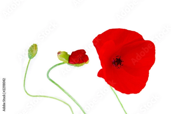 Obraz Evolution - Coquelicot (Papaver rhoeas)