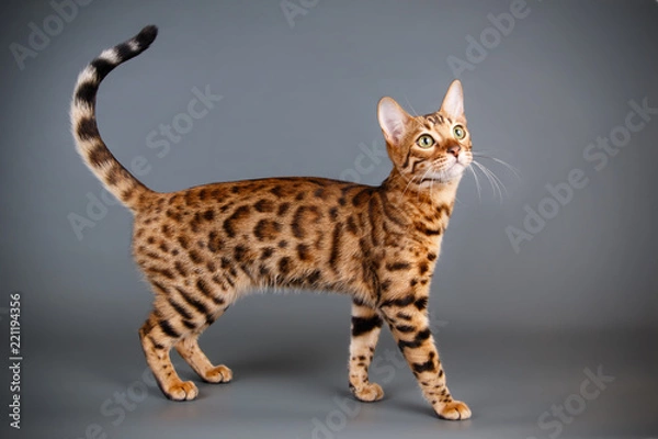 Obraz Bengal cat on colored backgrounds