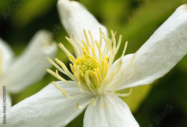 Obraz Open white daisy centre