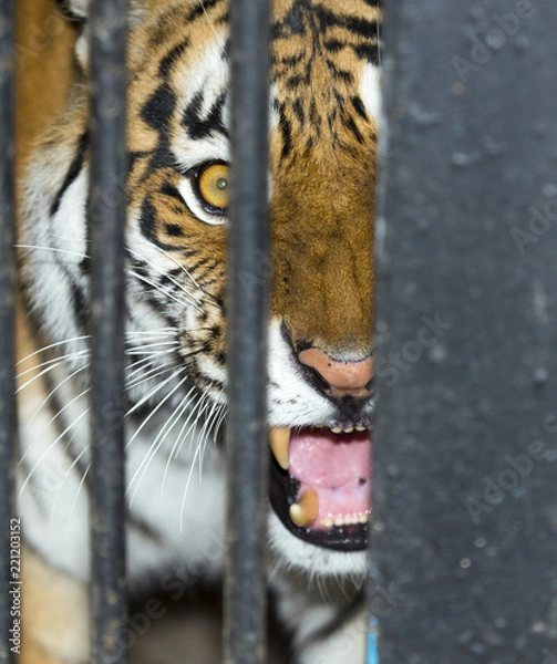 Obraz tiger in a cage zoo