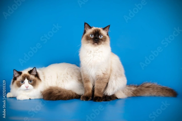 Obraz Ragdoll cat on colored backgrounds