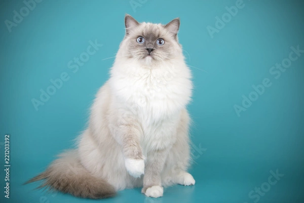 Obraz Ragdoll cat on colored backgrounds