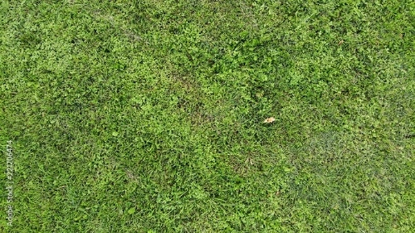 Fototapeta Green grass texture.