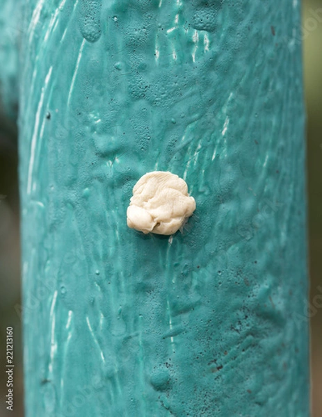 Obraz hot bubble gum on the wall