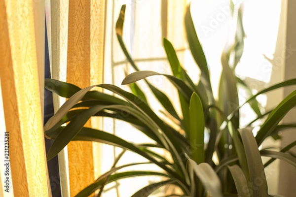 Fototapeta flower of a house in a pot stands on a window during sunset