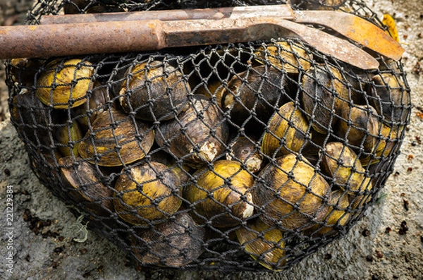 Fototapeta świeży małż