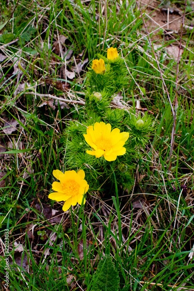 Fototapeta Adonisröschen