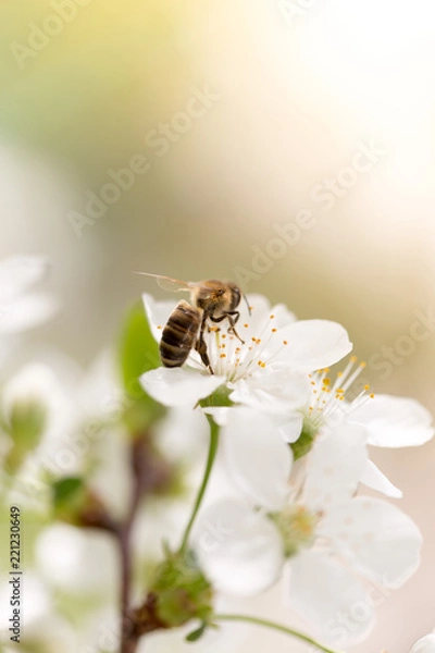 Obraz Bee on a flower of a white cherry