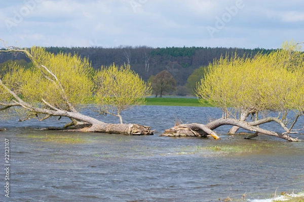 Fototapeta Oderbruch