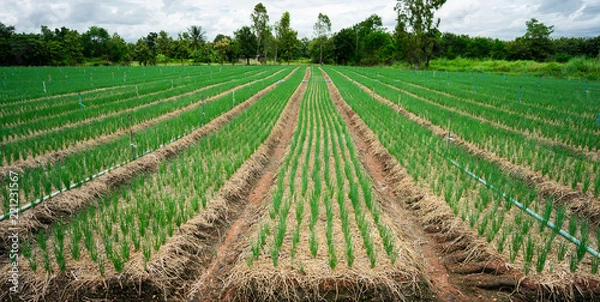 Fototapeta 0nion farm