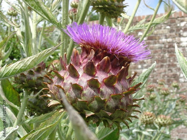 Obraz Thistle