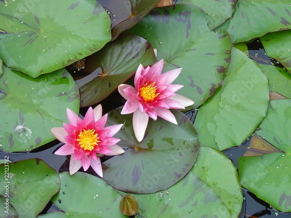 Obraz Water Lily