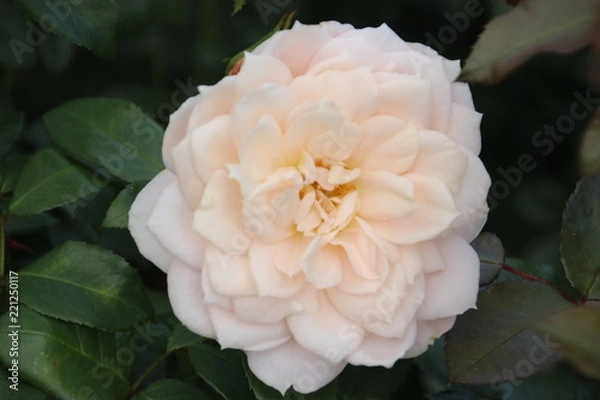 Obraz Rose type compassion in close-up in the public rosarium of Boskoop in the Netherlands.