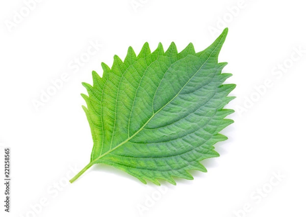 Obraz shiso on white background