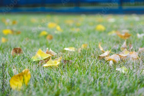 Fototapeta autumn leaves close up