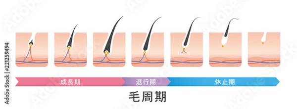 Fototapeta 毛周期　ヘアサイクル