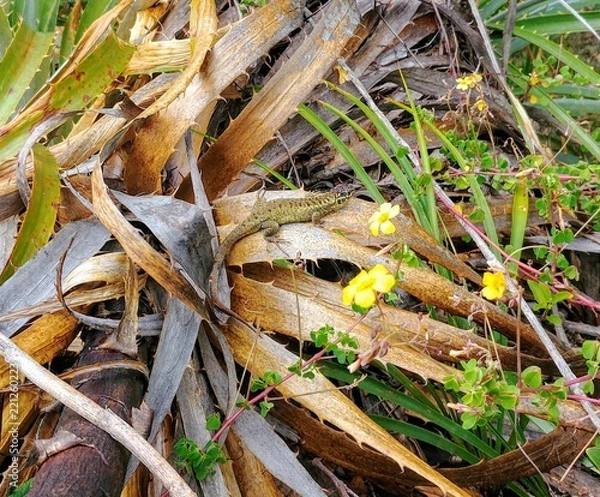 Fototapeta Lagartija